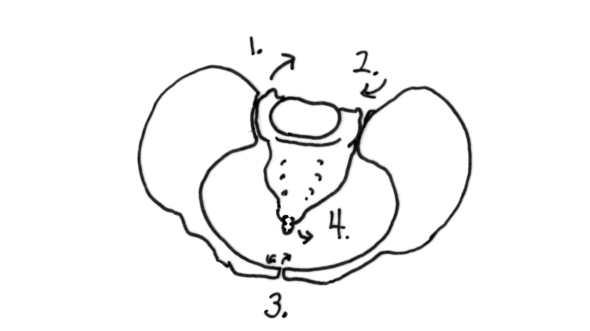 Four joints of the pelvis