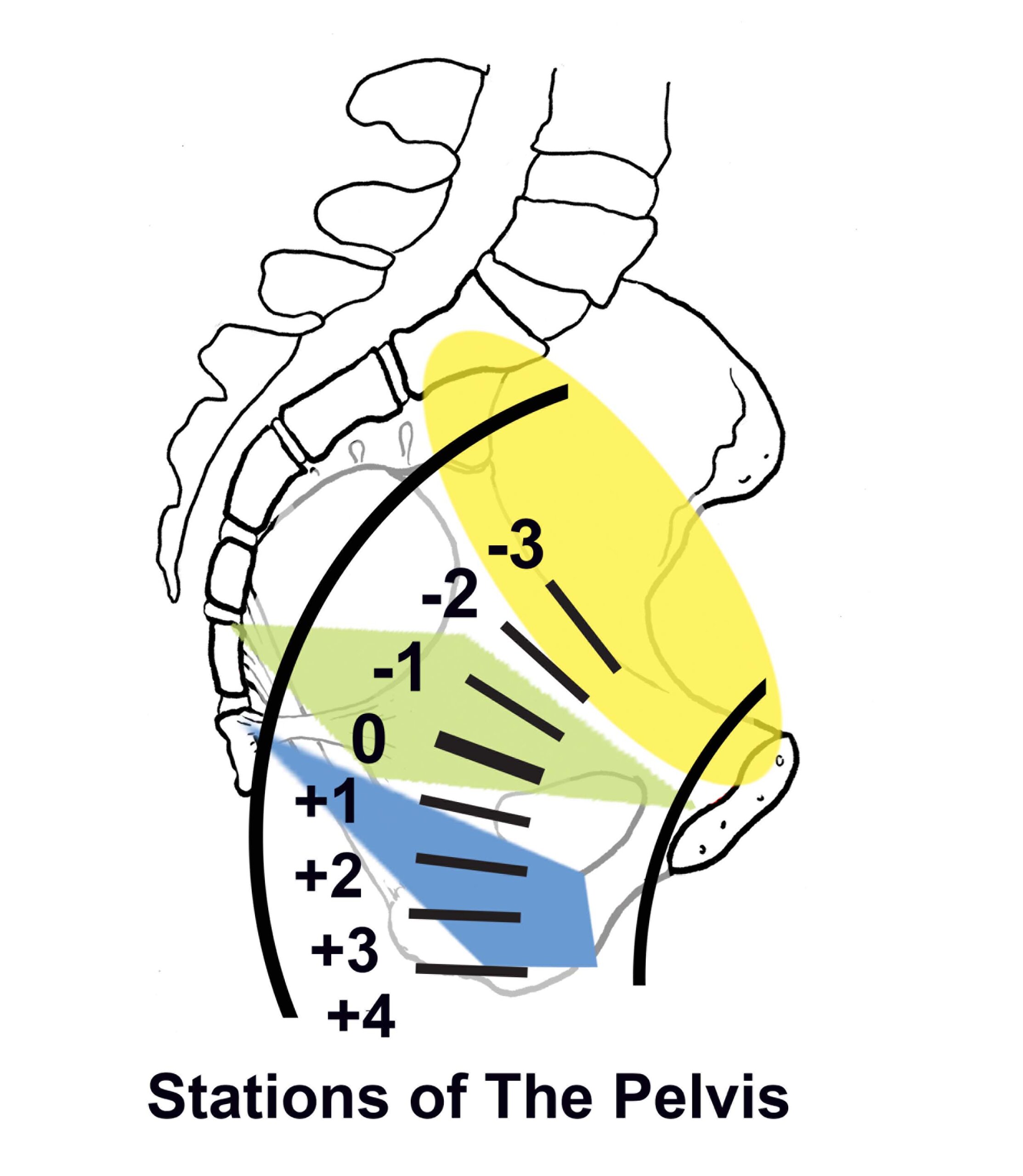Stations from side with color levels Stations of the pelvis