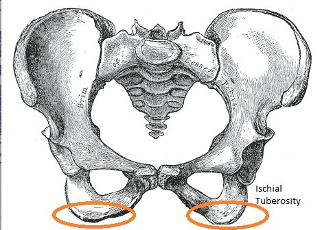 Ischial Tuberosity