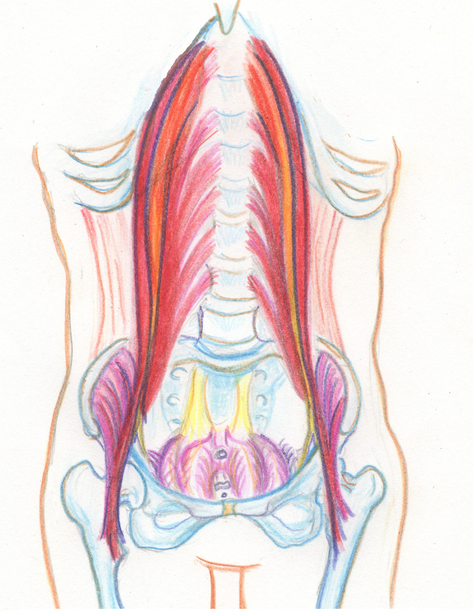 Drawing of psoas muscle pair