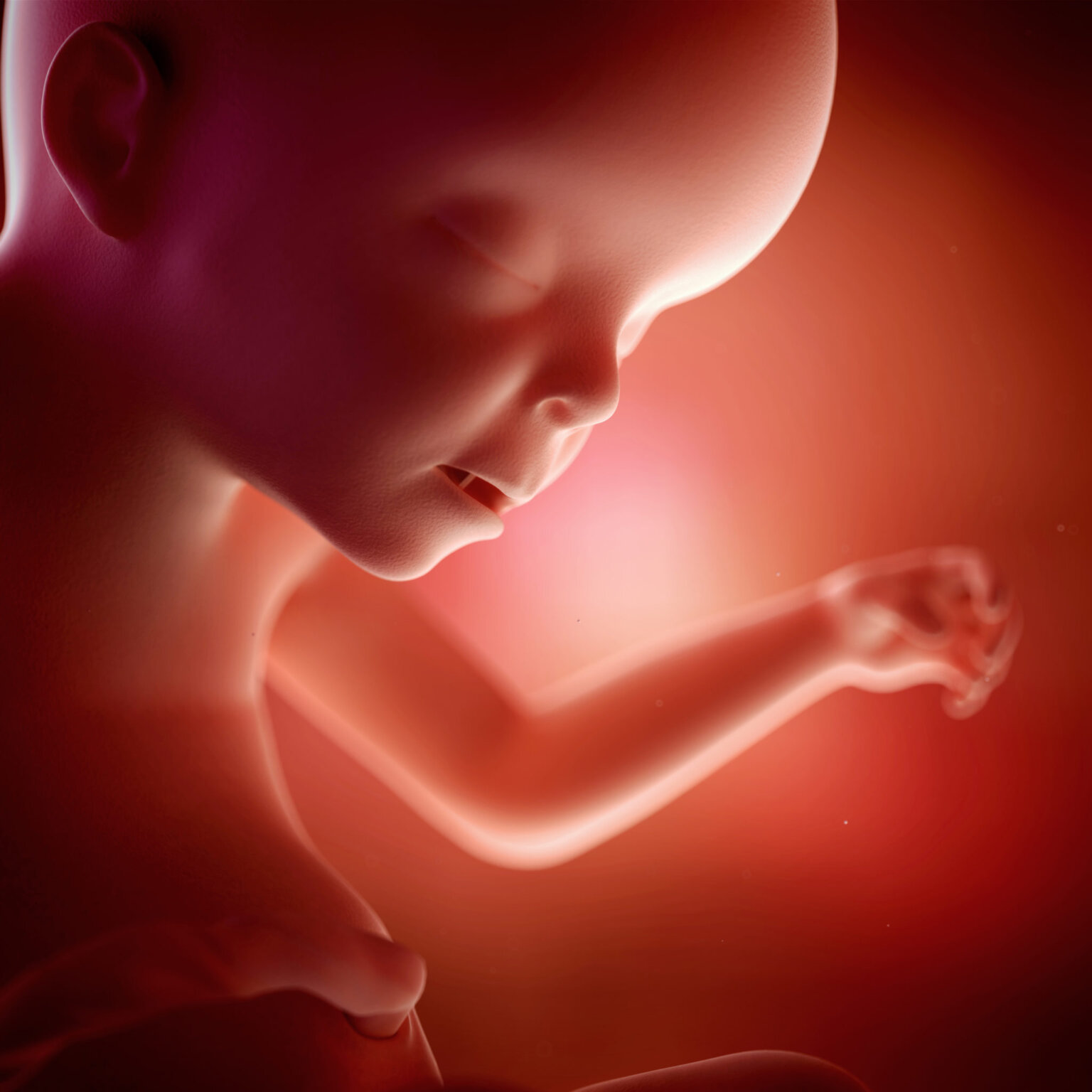 人类胚胎发育过程图_有来医生