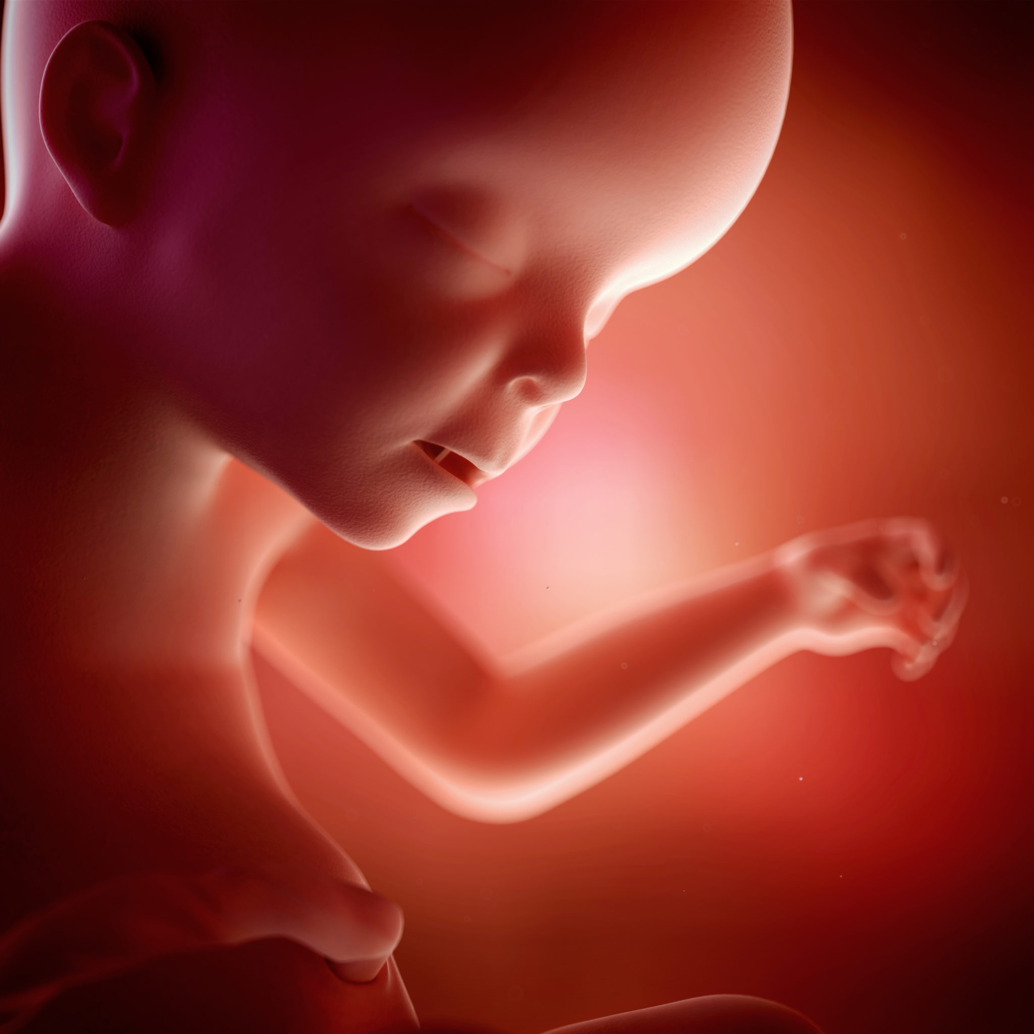 23周胎儿发育标准数据表-菠萝孕育