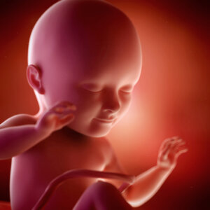 medical accurate 3d illustration of a fetus week 34