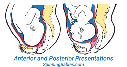 Anterior and Posterior Positionss