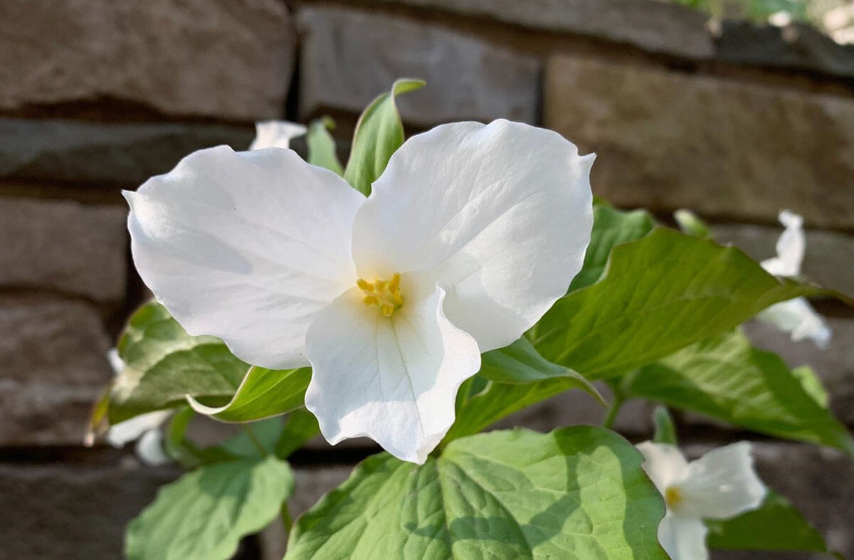 Forwardleaning Inversion advanced tips Spinning Babies